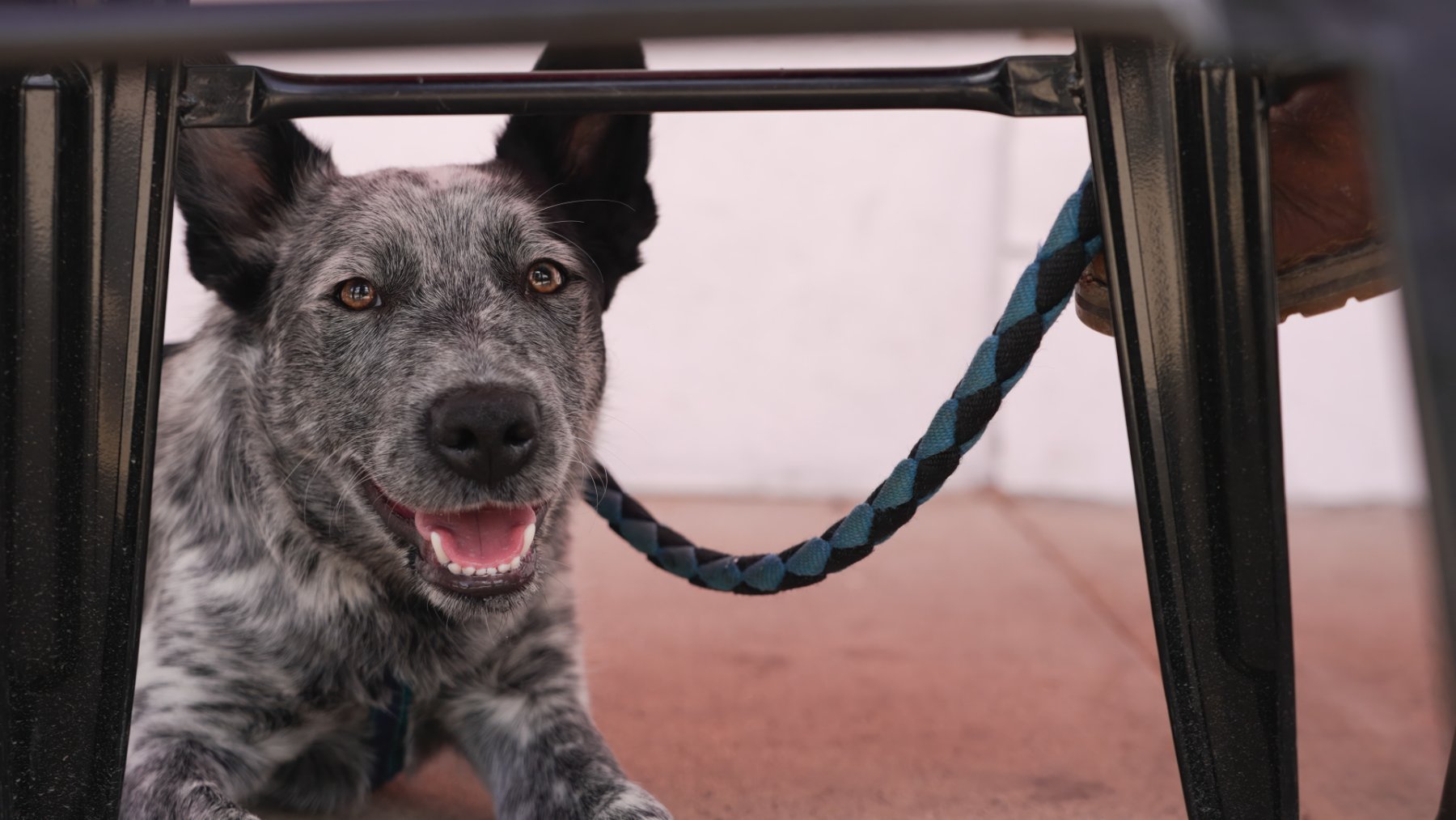 Dogs welcome on the patio at Ricochet Brewing & Taphouse in Salmon Arm