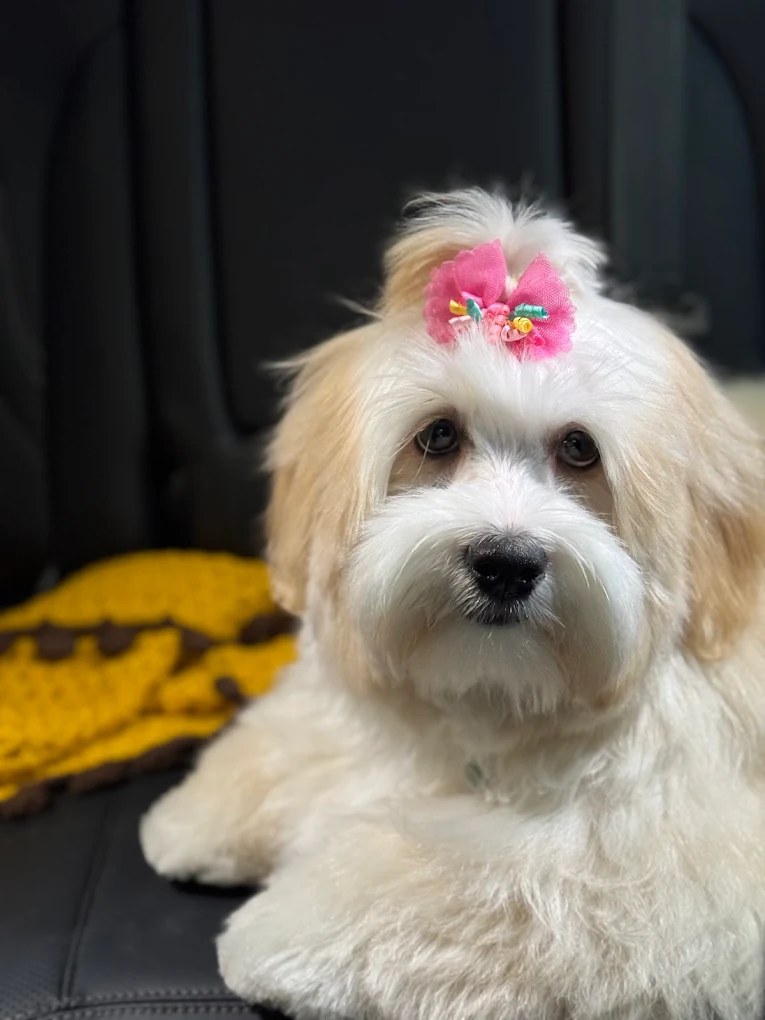 Lori’s Doghouse dog grooming and daycare